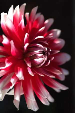 Red and White Dahlia